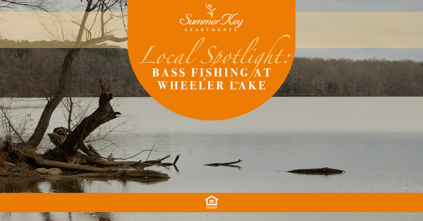bass fishing at Wheeler Lake